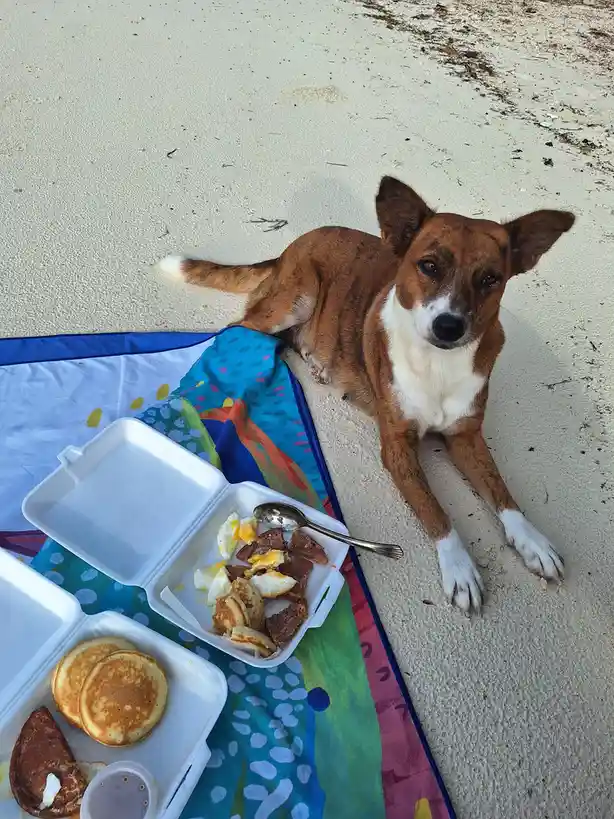 A Day Out with a Beach Dog