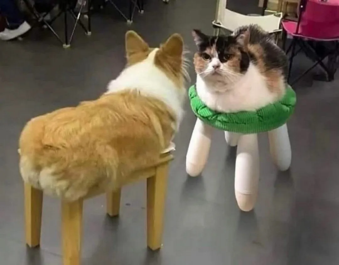 A fluffy calico cat with a grumpy expression sits on a white stool with a green corduroy collar, facing a corgi whose rear…