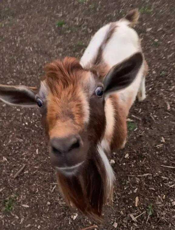 A close-up photo of a brown and white goat looking directly at the camera with large, expressive eyes, standing on dirt…
