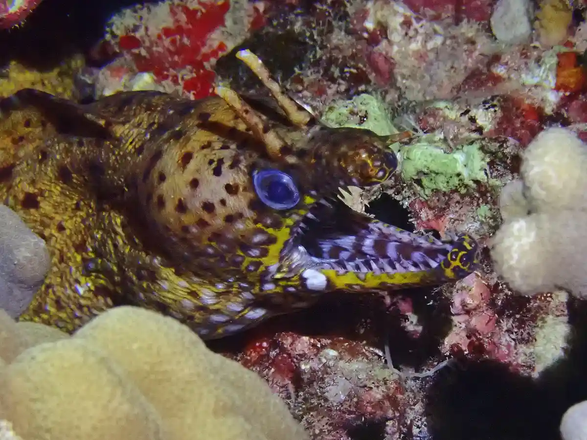 A close-up underwater photo shows a spotted moray eel with a large, vivid blue eye and an open mouth, emerging from a coral…