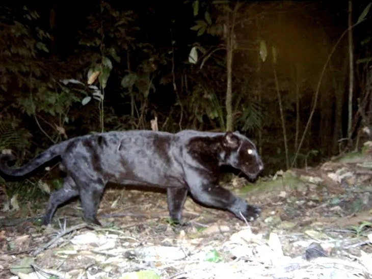 A black panther is captured in a low-light, grainy wildlife photo, walking through a forest at night with its eyes glowing…