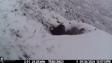 six sequential trail camera frames show a black bear slowly emerging from a snow-covered den, stretching and yawning as it…