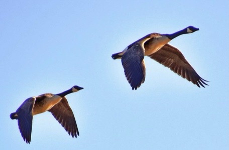 Two geese are captured mid-flight against a clear blue sky, wings spread as they fly in a classic V-formation. The image is…