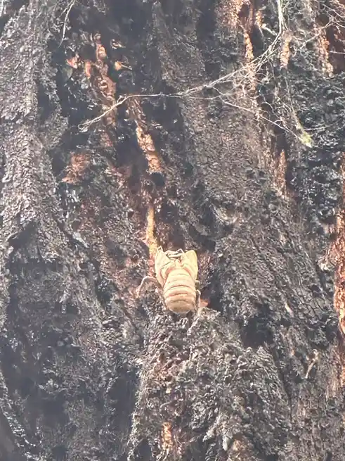 An empty, light-brown cicada exoskeleton clings to the rough, dark bark of a tree, with a faint spiderweb visible nearby…