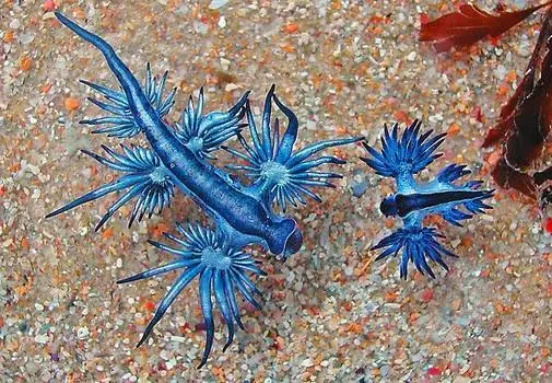 Two vibrant blue sea slugs with feathery appendages rest on a sandy ocean floor speckled with orange and white grains, with…