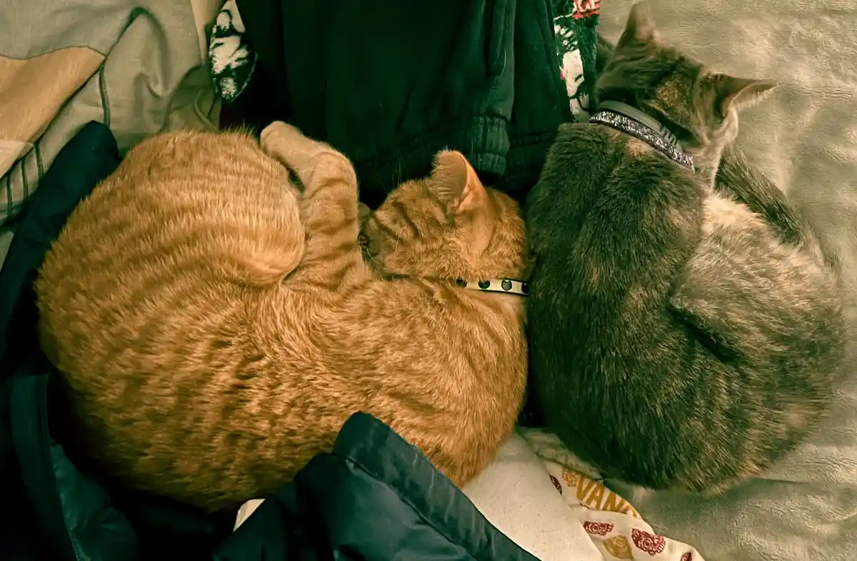 Two cats, one orange tabby and one gray tabby, are curled up sleeping side-by-side on a bed covered with clothes. The orange…