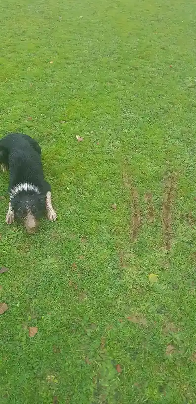 My Dog's Unique Technique for Catching Balls