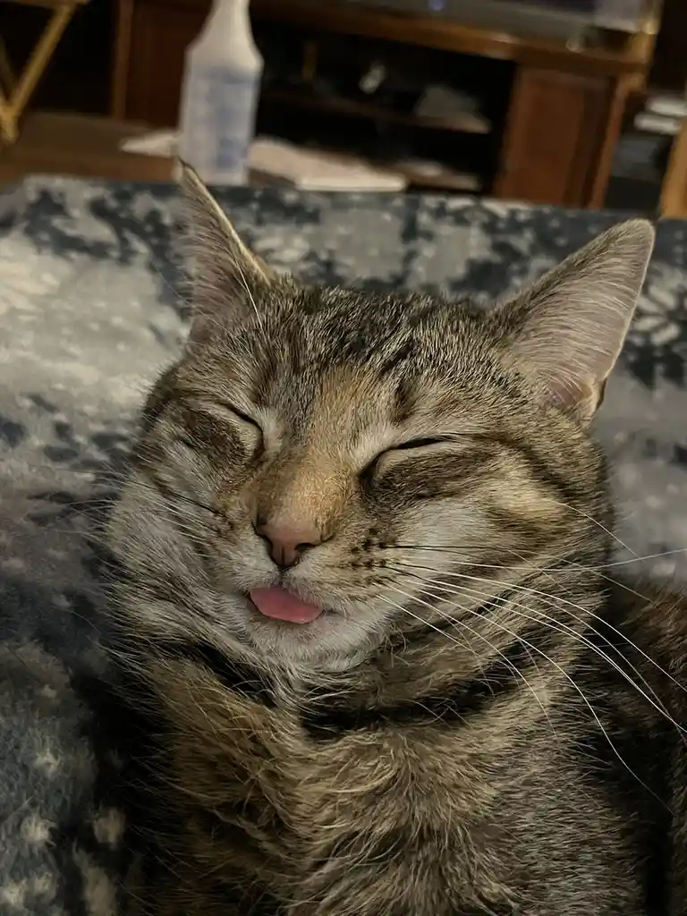 A close-up photo of a tabby cat with its eyes closed and tongue slightly sticking out, appearing deeply relaxed or content…