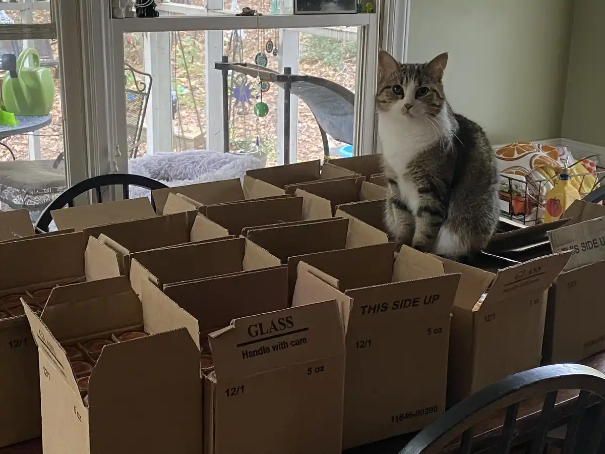 A tabby and white cat sits atop a maze of open cardboard boxes labeled 'GLASS Handle with care' and 'THIS SIDE UP', looking…