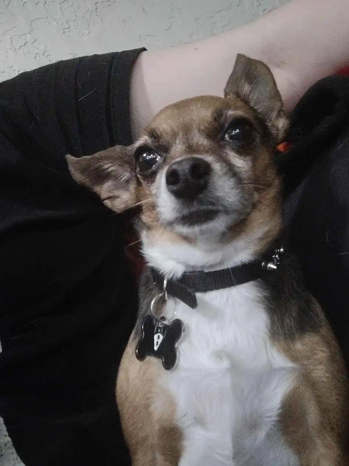 A small brown and white chihuahua with large, glossy eyes looks directly at the camera while being held by a person wearing…