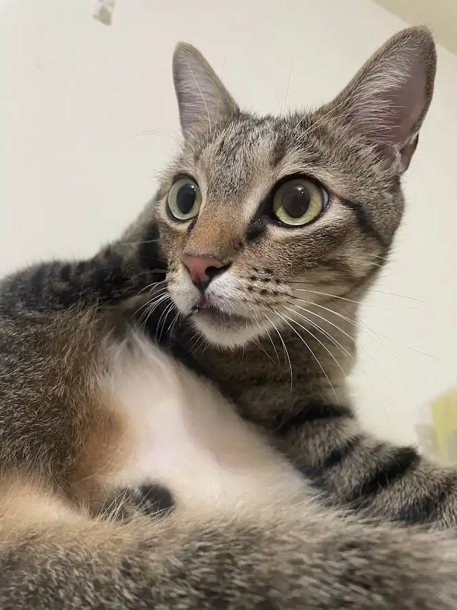 Another charming cat moment