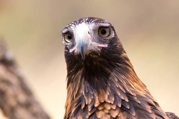 A close-up photograph of a bird of prey, likely an eagle or hawk, with intense, unblinking yellow eyes and a sharp, hooked…
