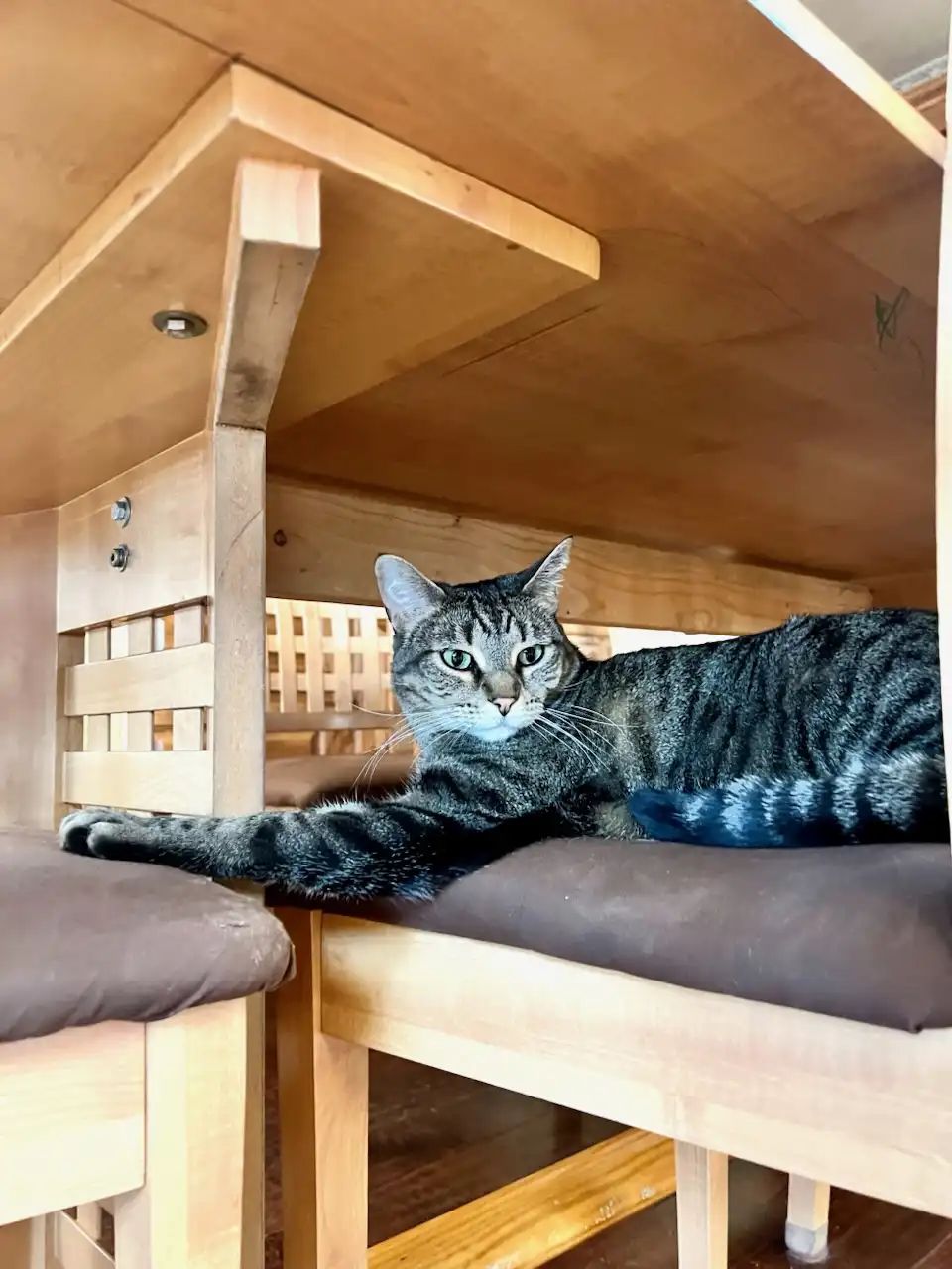 A tabby cat with green eyes lounges on a cushioned wooden chair, stretching one paw out, looking directly at the camera with…