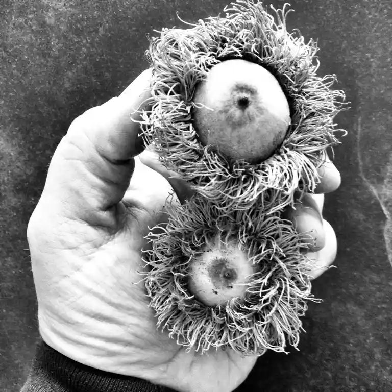 A black-and-white photo shows a person's hand holding two chestnuts still encased in their spiky, hairy outer husks. The…