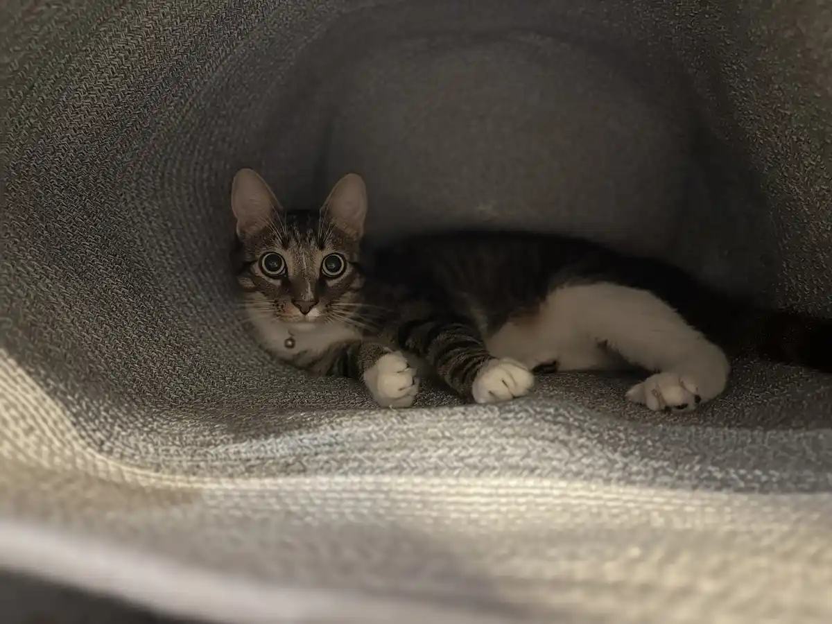 My Cat's Favorite Hideaway: Inside the Hamper
