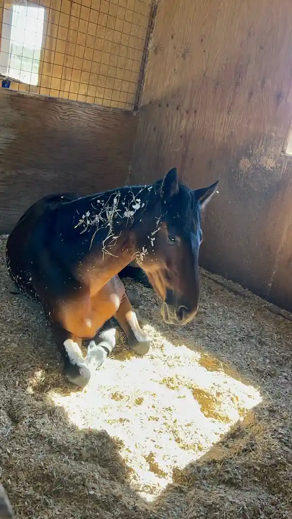 A dark brown horse is lying down in a wooden stable with straw bedding, sunlight streaming in and illuminating a patch…