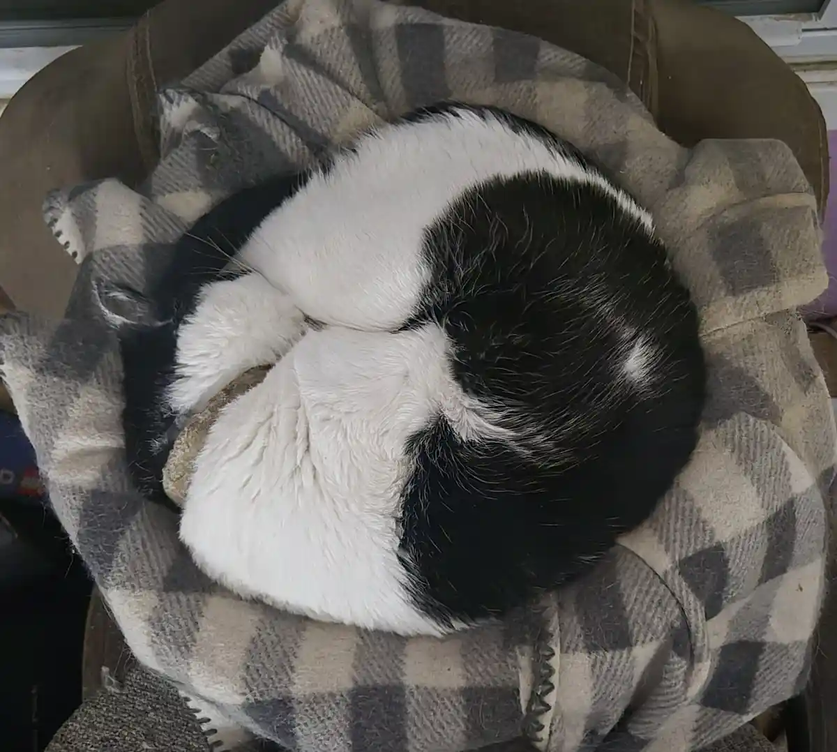 A black and white cat is curled up tightly in a ball on a plaid blanket inside a brown chair, appearing deeply asleep. The…