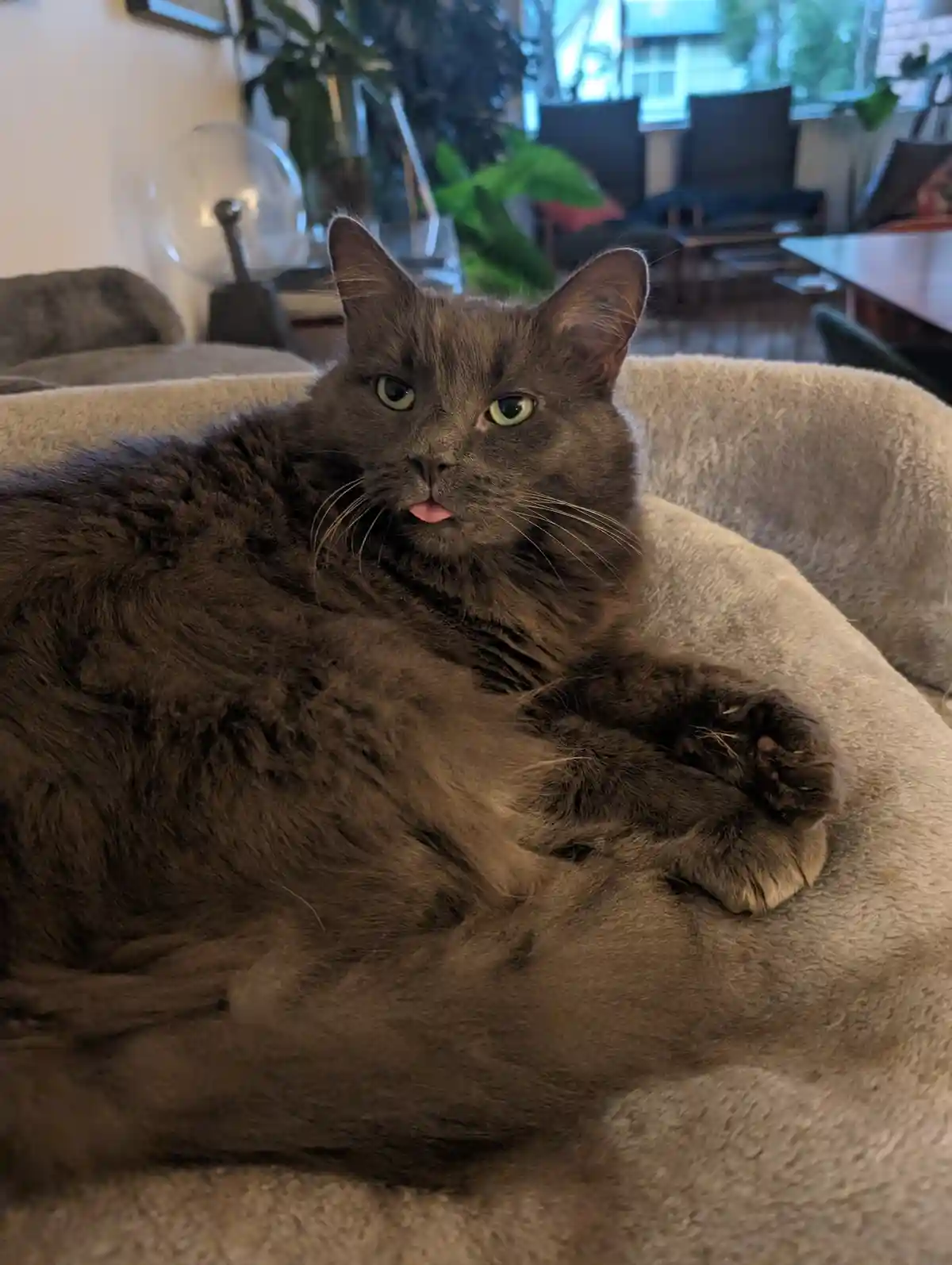 A fluffy gray cat lounges on a beige pet bed with its tongue slightly sticking out, looking directly at the camera. The…
