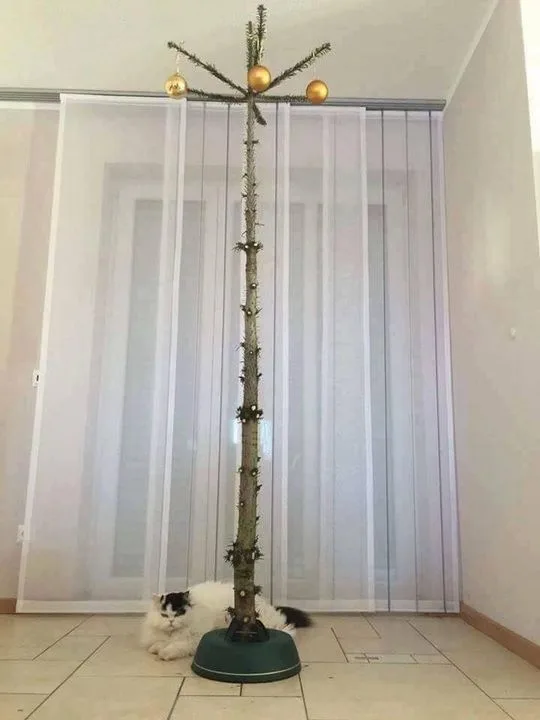 A fluffy black-and-white cat lies on a tiled floor beside a very tall, spiky, bare tree trunk decorated with three golden…