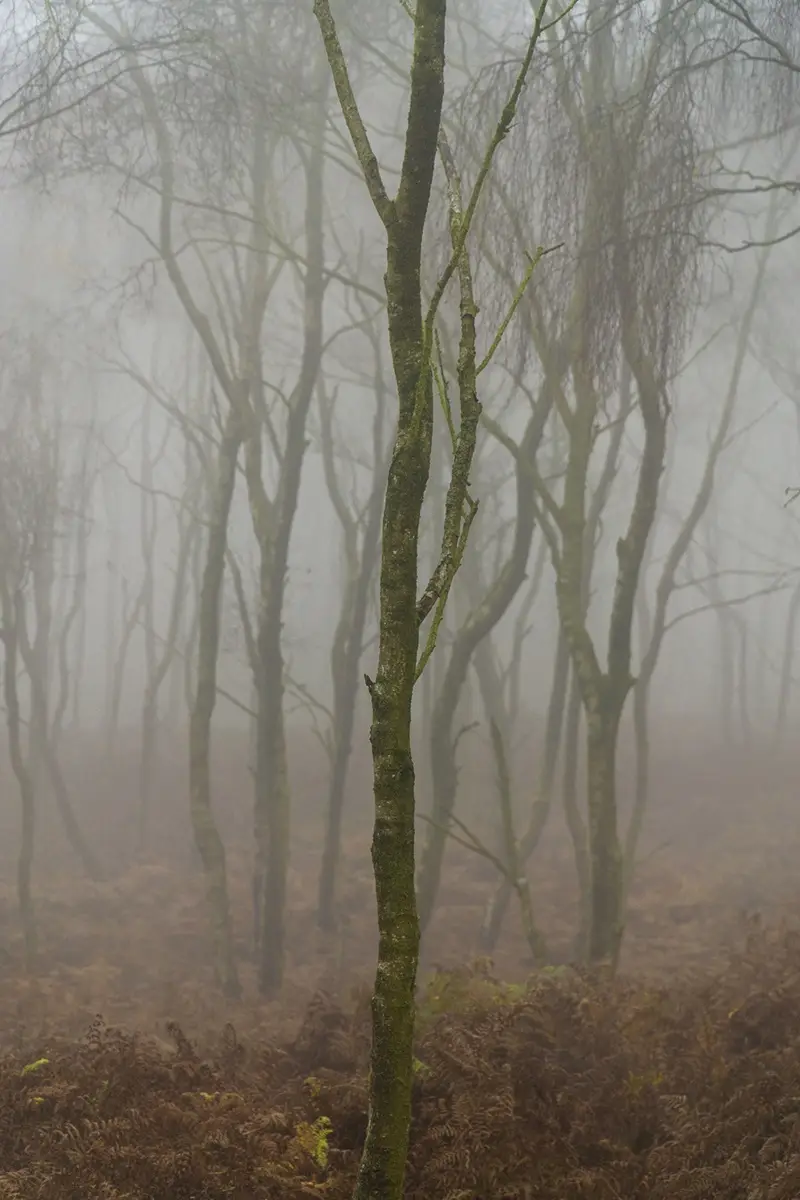 Explore the Enchanting Woodland