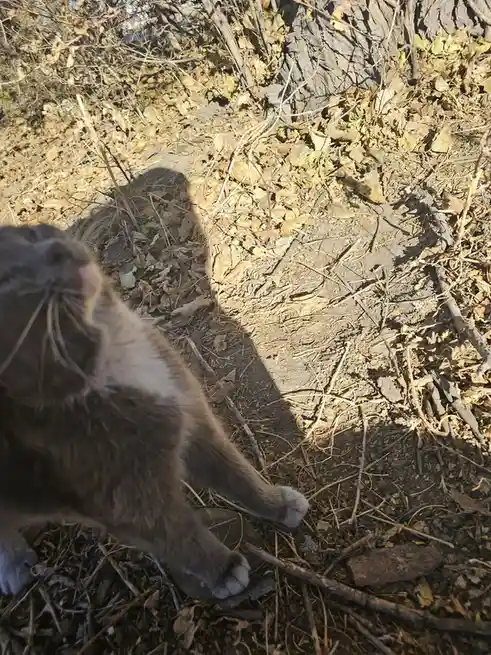 Cuteness overload: KITTYYY!