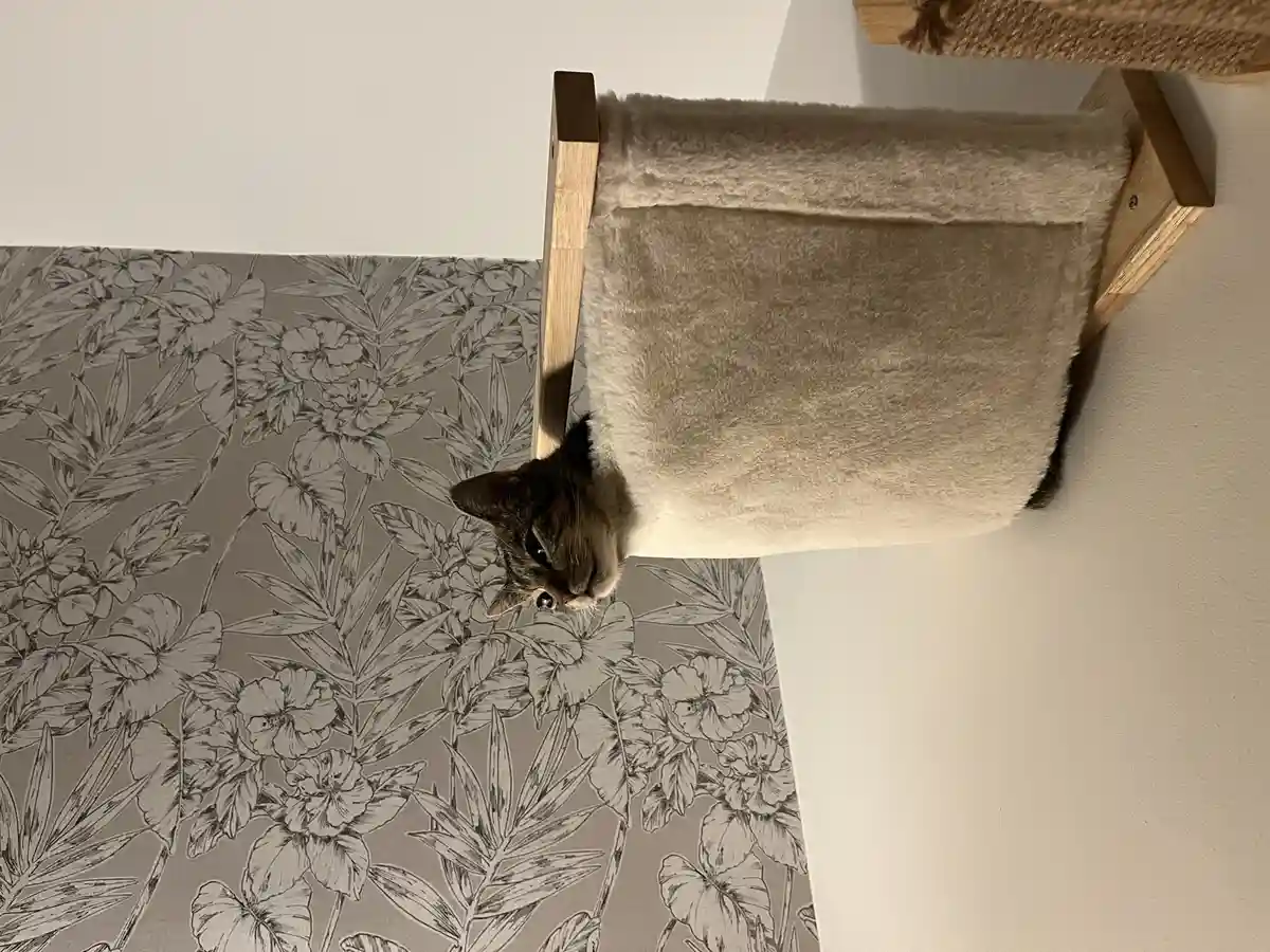 A cat is peeking out from behind a beige, fluffy cat tree, looking directly at the camera with wide, innocent eyes. The…