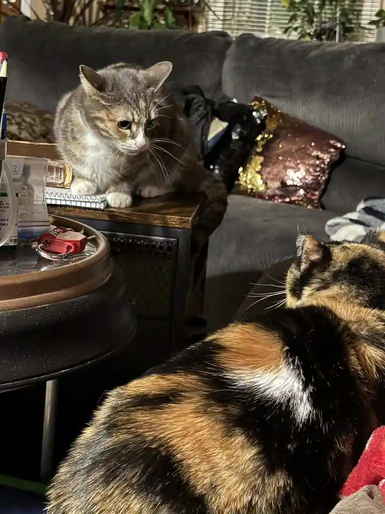 A gray tabby cat sits on a wooden side table next to a gray couch, looking down with a displeased expression. In the…