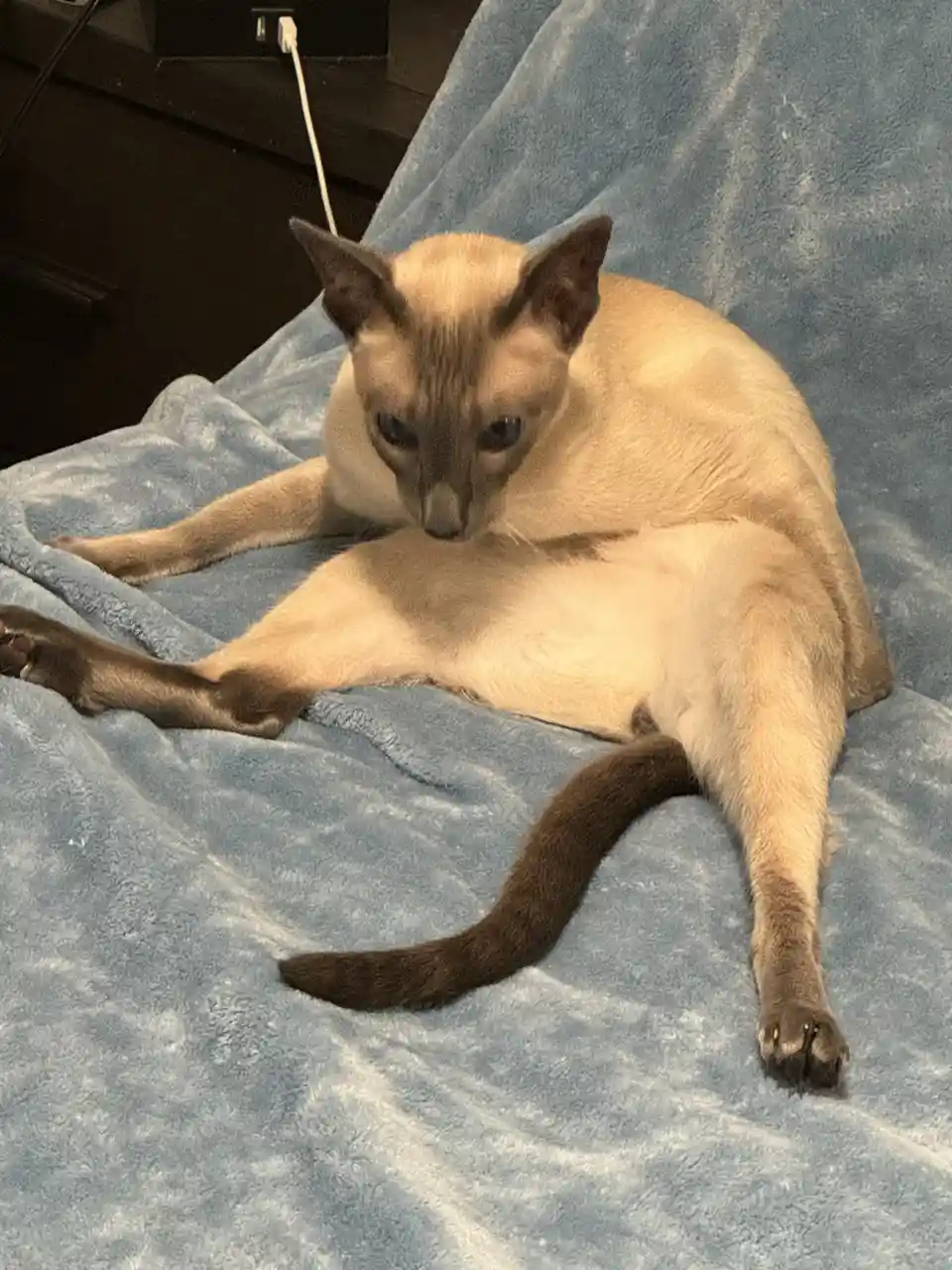 A light-colored cat with dark points is lying on a blue blanket in a relaxed, sprawled position, looking down. The overlaid…