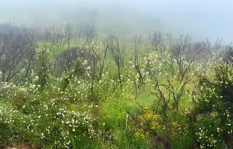A misty, green landscape shows a field of white and yellow wildflowers growing among the blackened, bare branches of trees…