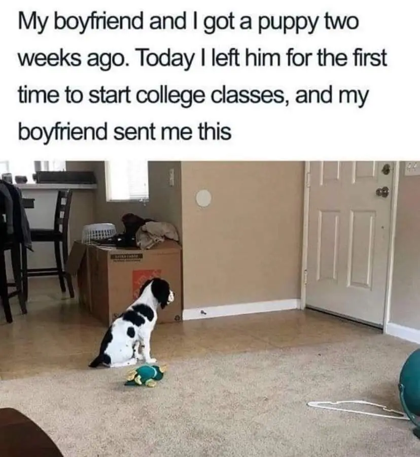 A black and white puppy sits alone on a carpeted floor, looking toward a closed white door, with a green toy nearby. The…