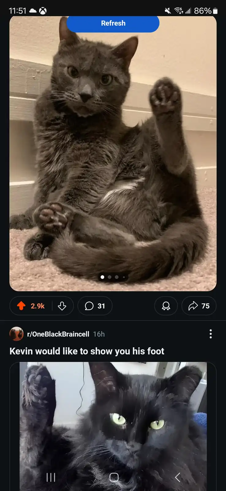 A screenshot of a social media feed shows a gray cat sitting on carpet with one paw raised, overlaid with a 'Refresh'…