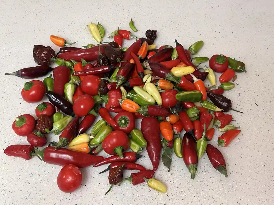 A top-down photo shows a large pile of assorted peppers and tomatoes on a speckled countertop, including red, green, yellow…