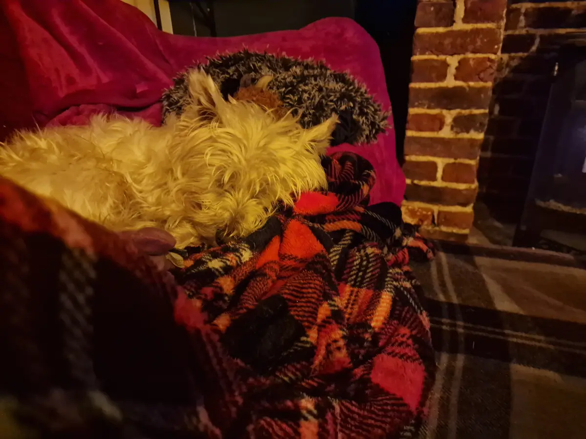 Holidays Can Be Tough: Meet My Adorable Tiny Dog