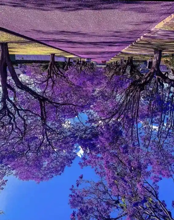 A surreal, upside-down image of a street lined with trees covered in vibrant purple blossoms, their roots and trunks forming…