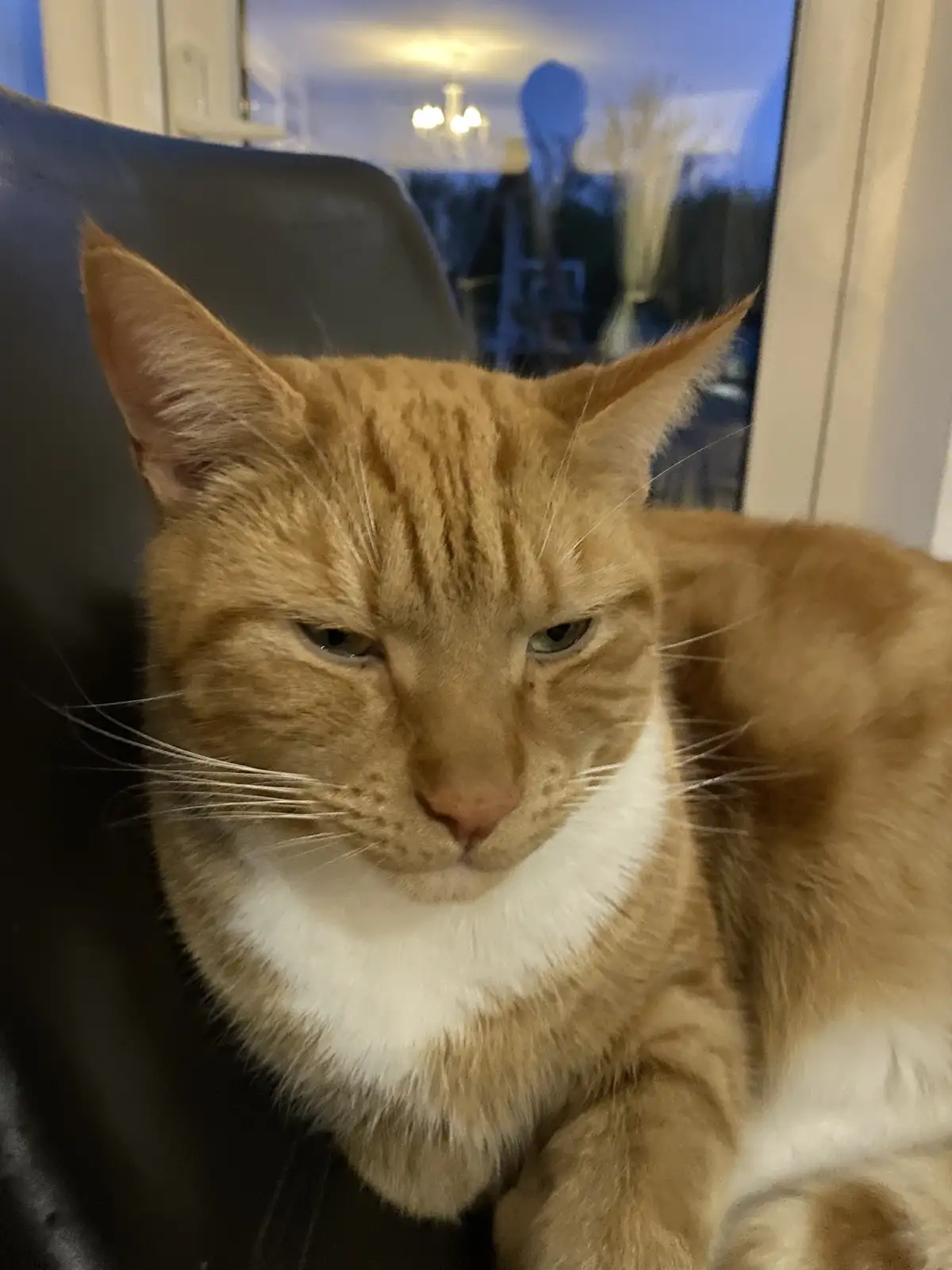 A close-up photo of an orange tabby cat with a white chest, sitting on a dark chair and looking directly at the camera with…