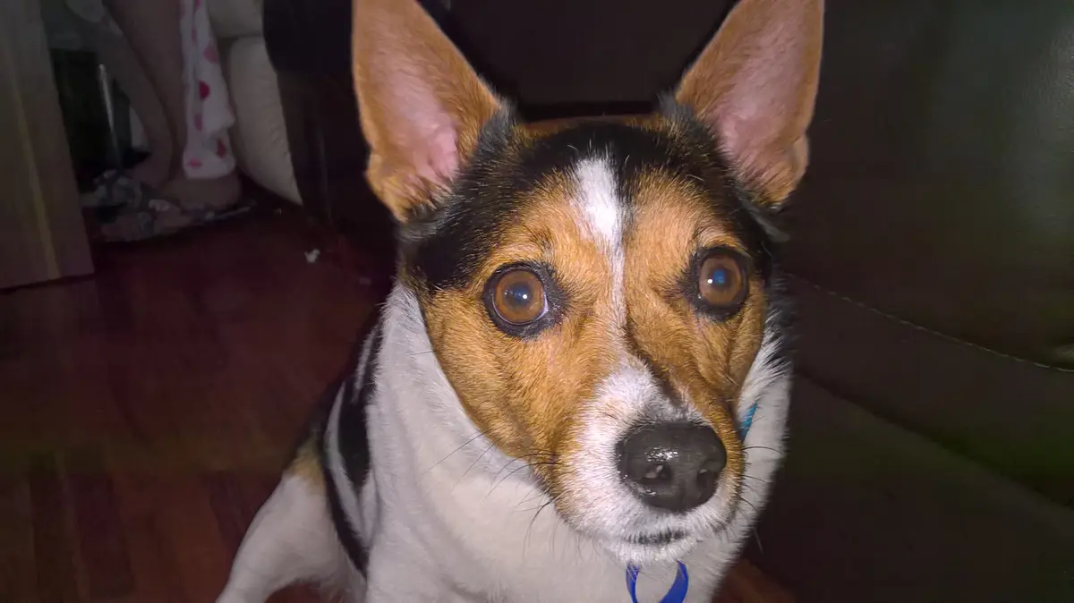 A close-up photo of a tricolor dog (white, tan, and black) with large, wide brown eyes looking directly at the camera…
