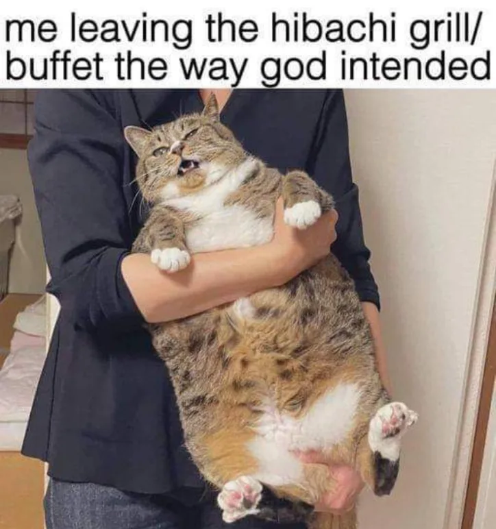 A person in a dark shirt is holding a very overweight, fluffy tabby cat with white paws and belly, who is making a loud…