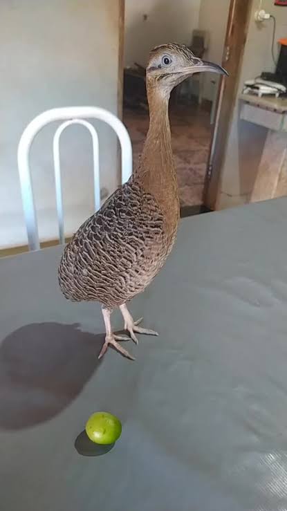 A brown, long-necked bird with a curved beak stands on a gray table next to a small green fruit. The bird looks directly at…