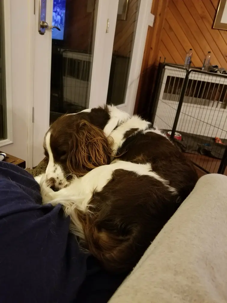 a brown and white spaniel dog is curled up asleep on a couch, nestled against a person's leg covered in a blue blanket. In…