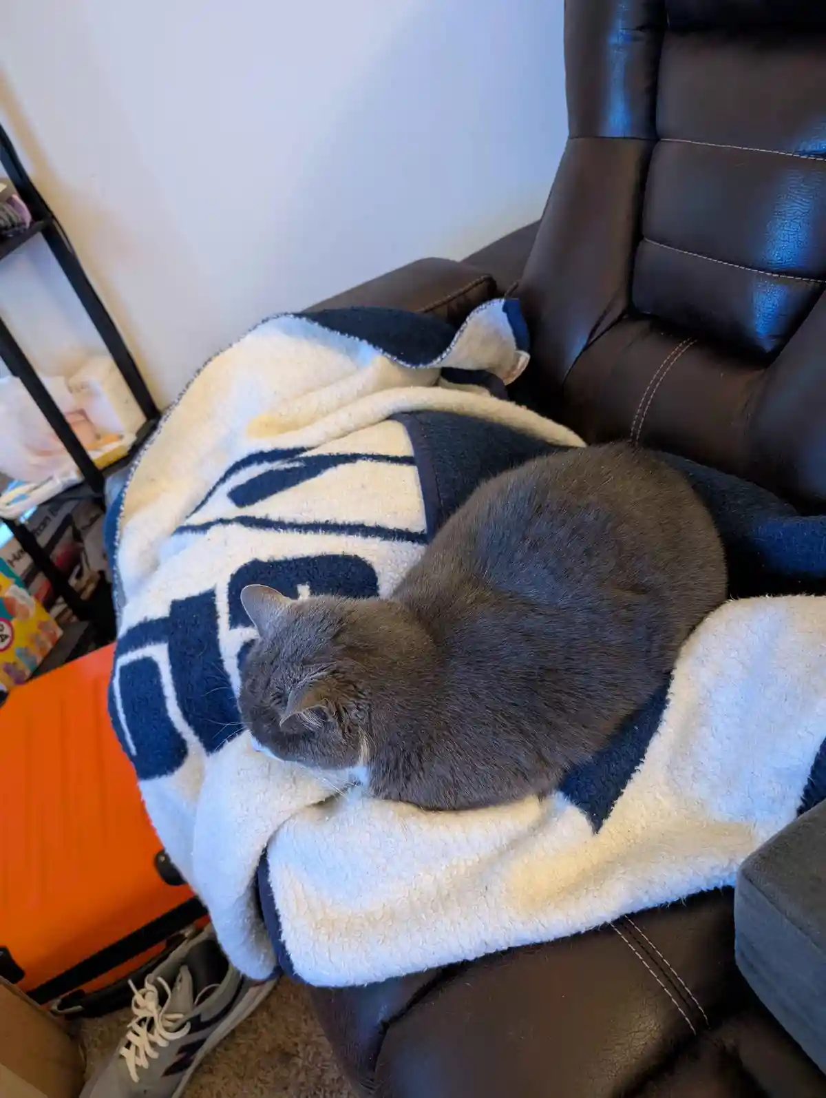 A gray cat is curled up and sleeping on a fluffy white and blue blanket draped over a dark brown leather recliner. In the…
