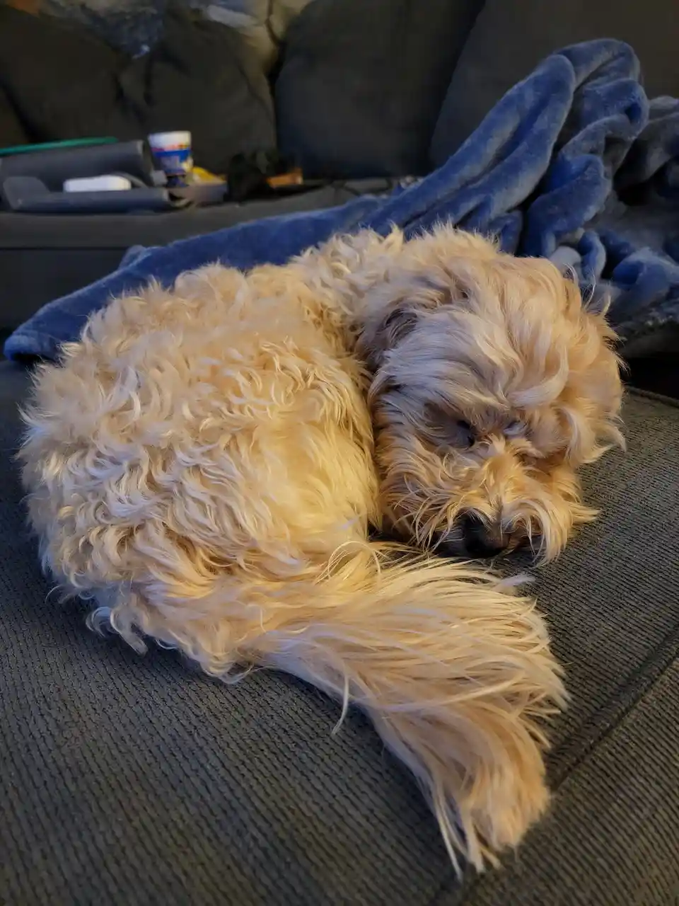 A fluffy, light-colored dog with curly fur is curled up and sleeping soundly on a dark gray couch, partially covered by a…