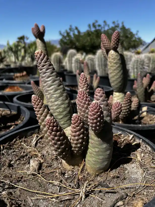 A close-up photo of a green, segmented cactus with many reddish-brown, finger-like arms growing upward from its base…