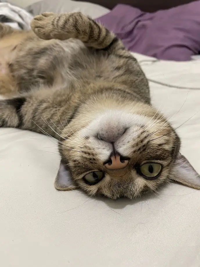 A tabby cat lies on its back on a white bed, one paw raised, looking directly at the camera with wide, unblinking eyes. The…