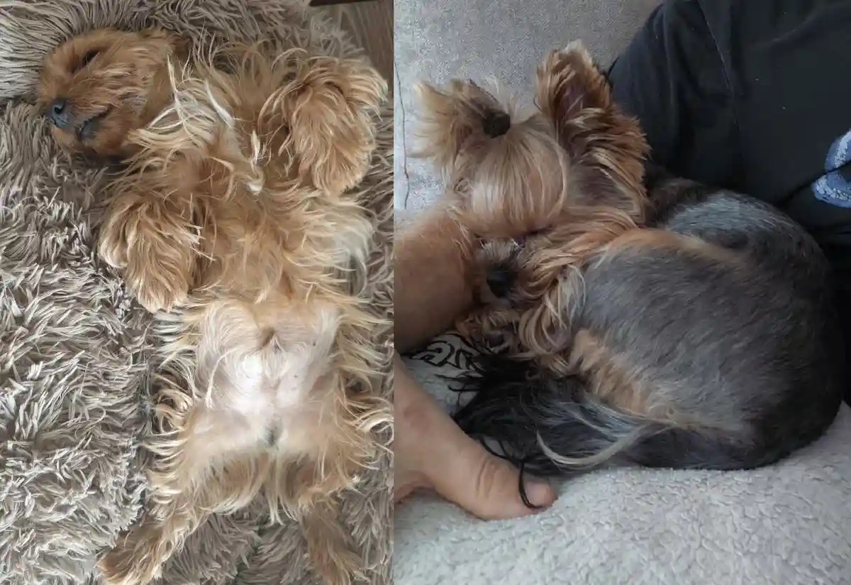 A split image shows a small, fluffy Yorkshire Terrier sleeping on its back on a shaggy rug in the left panel, and the same…