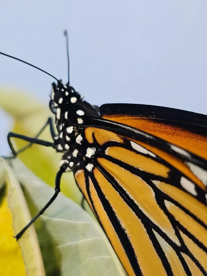 A close-up photo of a monarch butterfly perched on a green leaf, showing its orange wings with black veins and white spots…