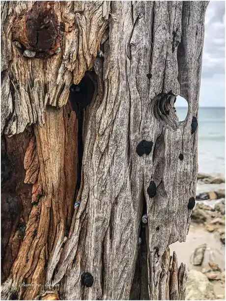 A close-up photo of weathered driftwood on a beach, showing a large natural hole in the wood and several small snails…