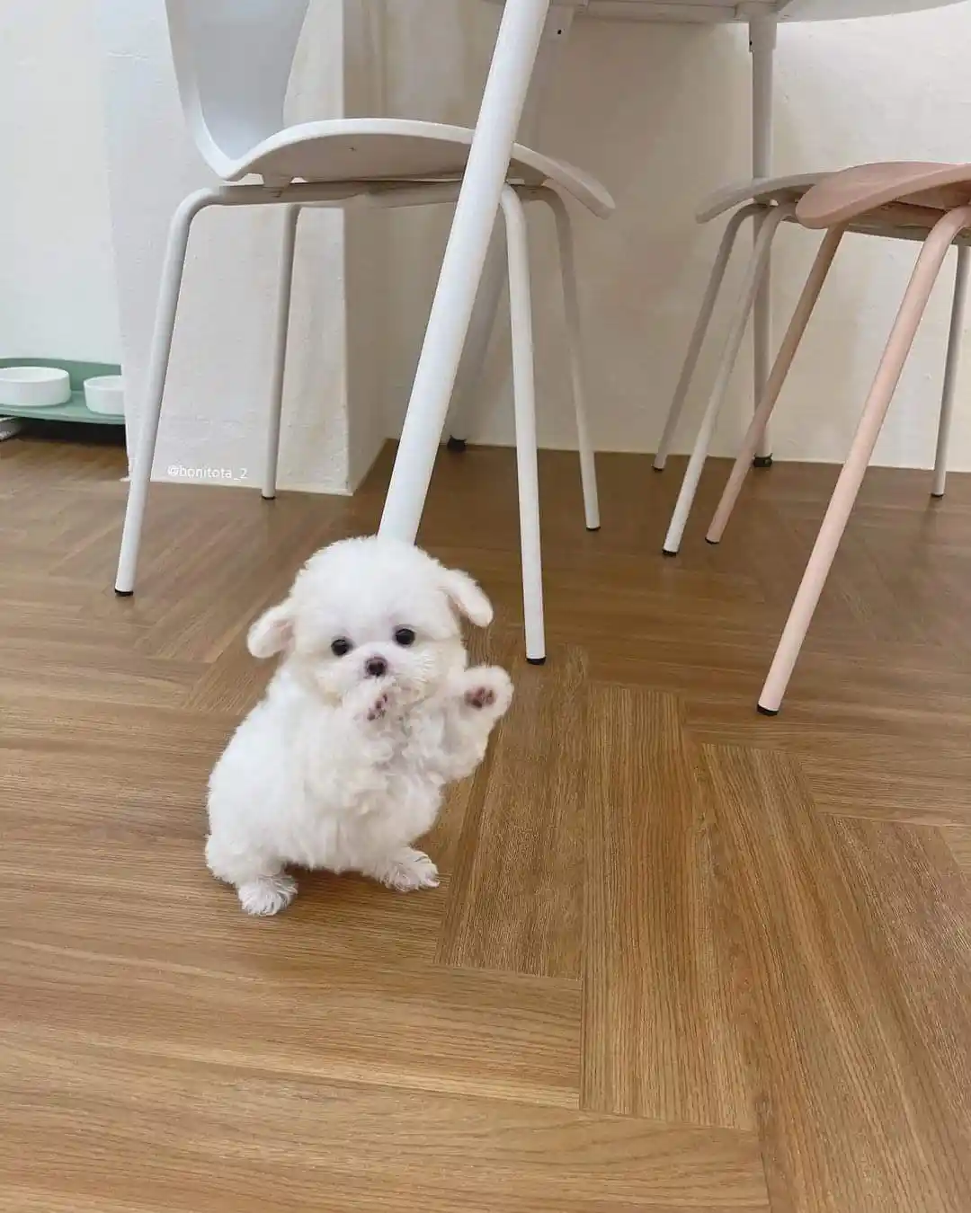 When Dogs Try to Meow