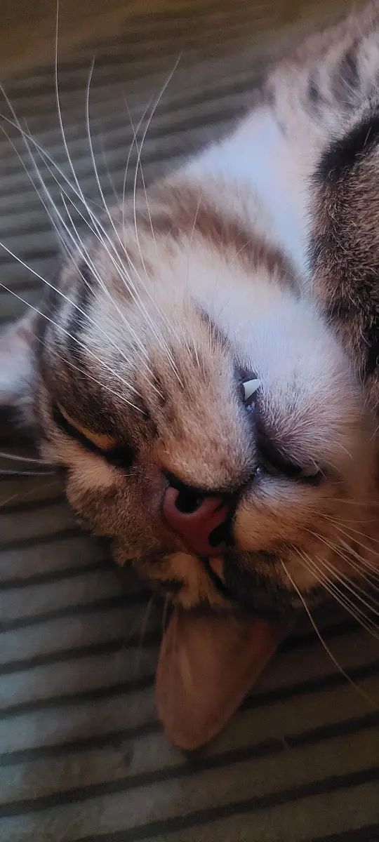 A close-up photo of a tabby cat lying on its side with one eye half-closed and its mouth slightly open, appearing very…