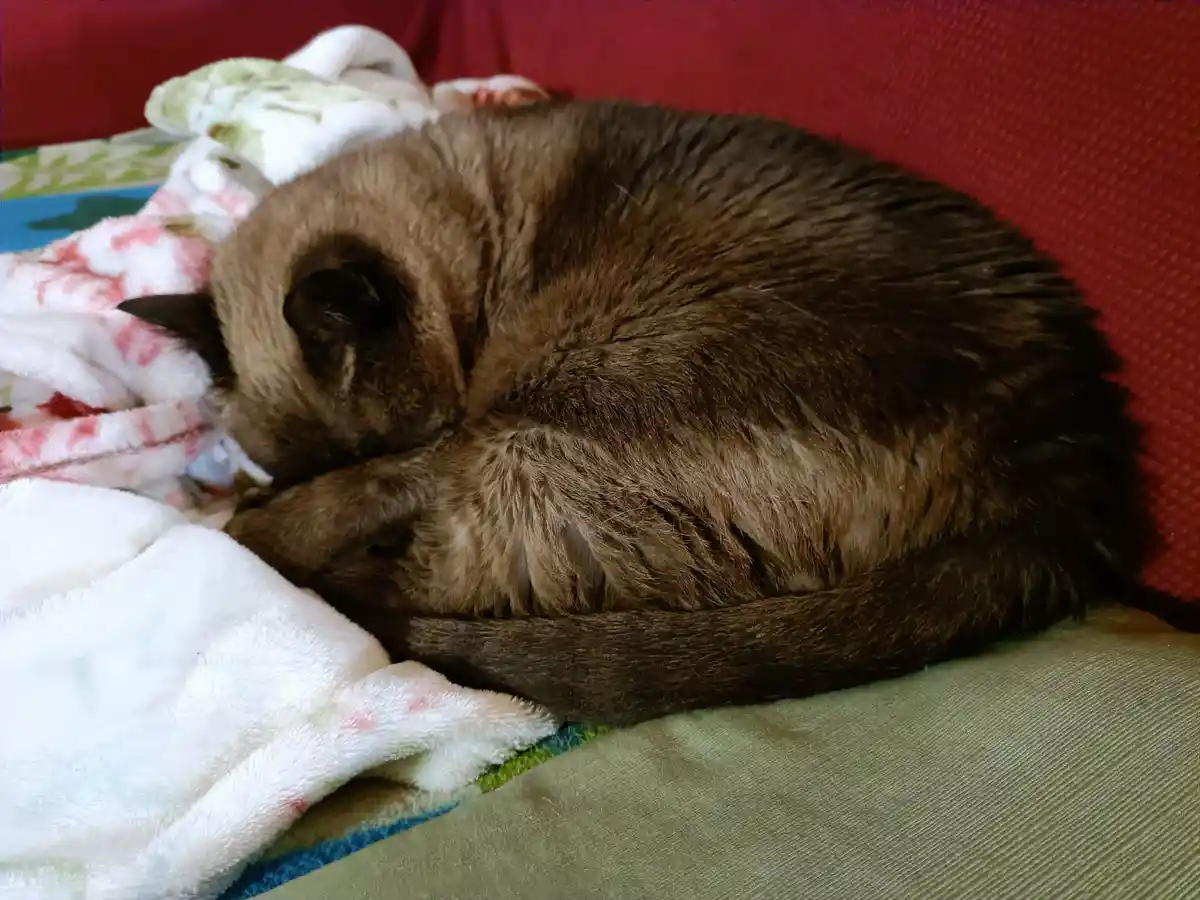 Just look at how adorable he is!