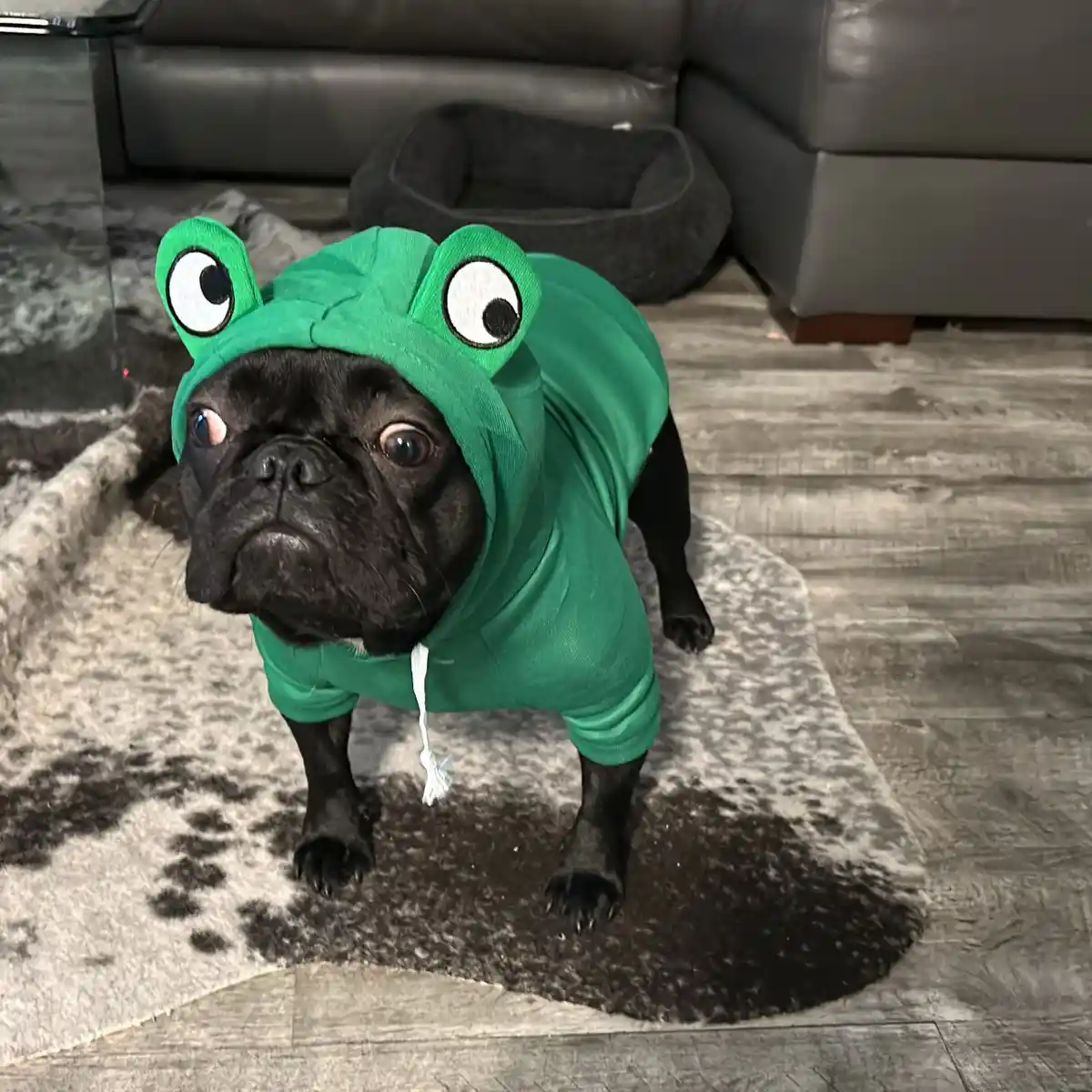 A black French bulldog wearing a green frog costume with large cartoon eyes on the hood stands on a patterned rug in a…